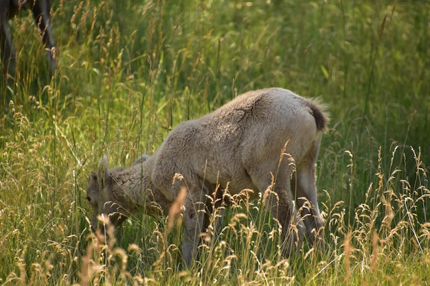 Blick auf ein junges Dickhornschaf, das im hohen Gras weiden lässt