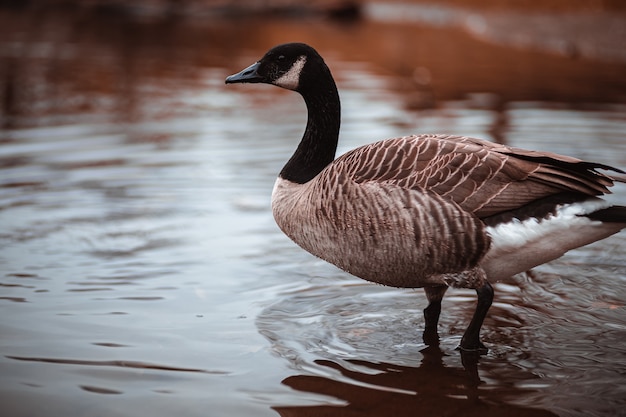 Blick auf eine braune Gans auf einer Wasseroberfläche