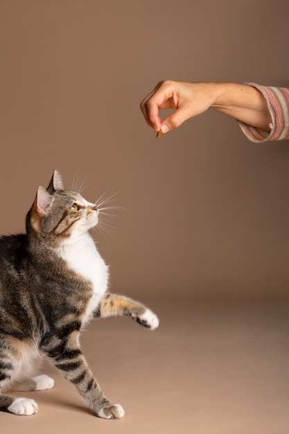 Blick auf eine entzückende Katze, die ihr Futter frisst