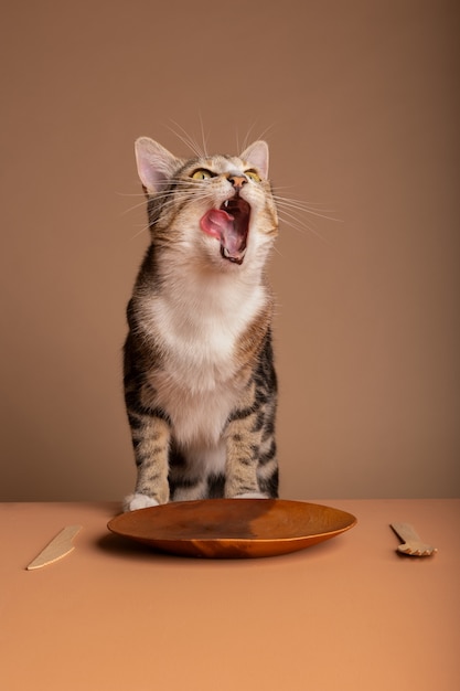 Kostenloses Foto blick auf eine entzückende katze, die ihr futter frisst