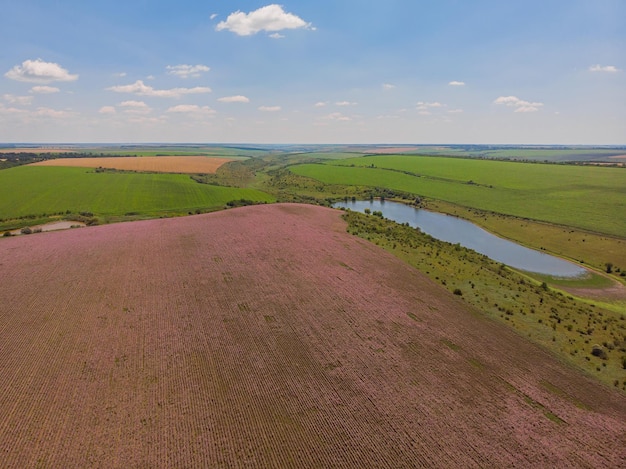 Blick auf eine Landschaft mit Lavendelfeld