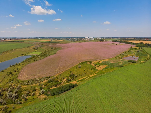 Blick auf eine Landschaft mit Lavendelfeld