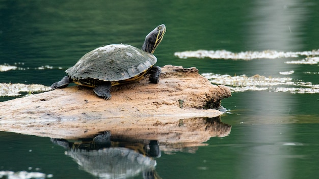 Blick auf eine schwarze schildkröte, die auf einem felsigen land inmitten von reflektierendem wasser sitzt