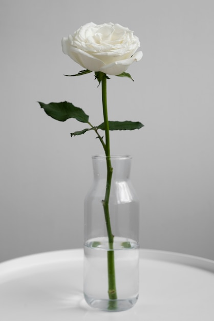 Blick auf eine zarte weiße Rose in einer Vase