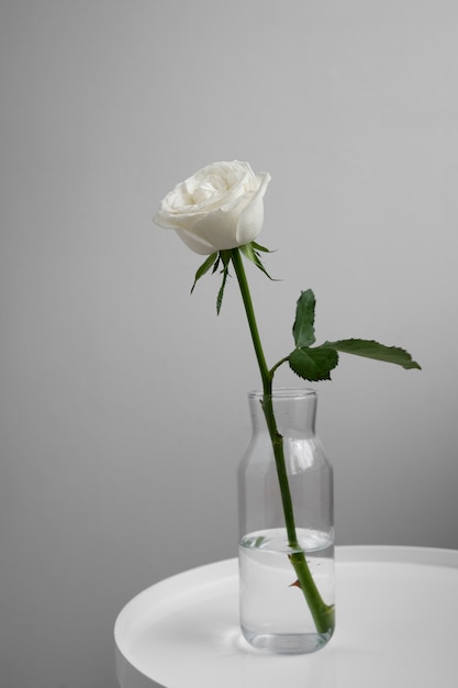 Blick auf eine zarte weiße Rose in einer Vase