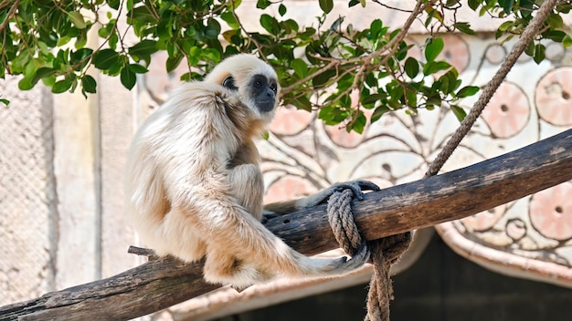 Kostenloses Foto blick auf einen gibbon auf einem ast