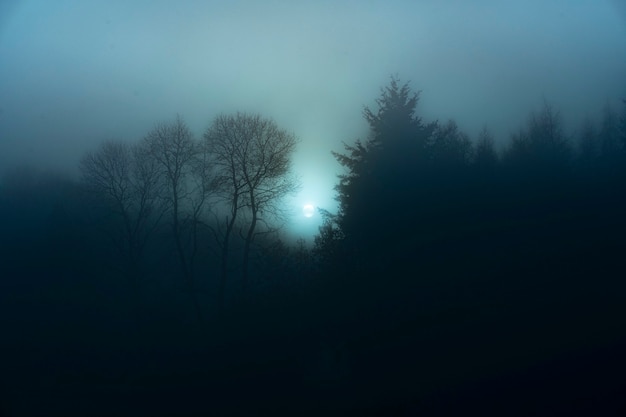 Blick auf einen nebligen Wald bei Nacht
