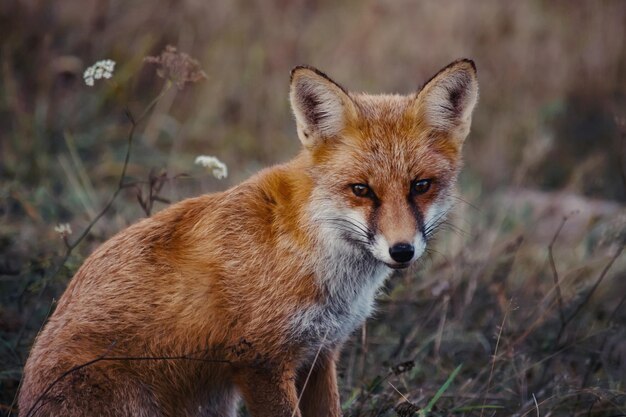 Blick auf einen schönen Pelzfuchs im Wald