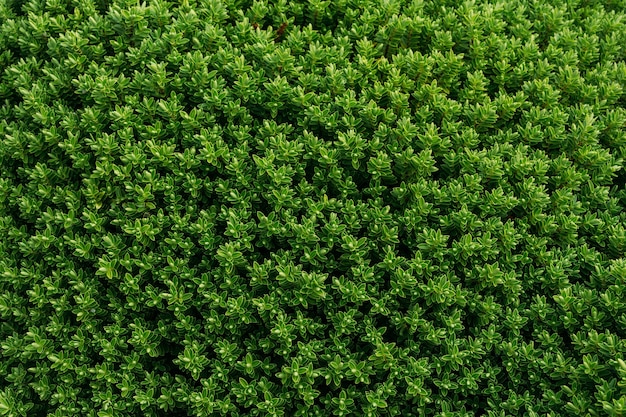 Kostenloses Foto blick auf immergrüne buchsbaumsträucher