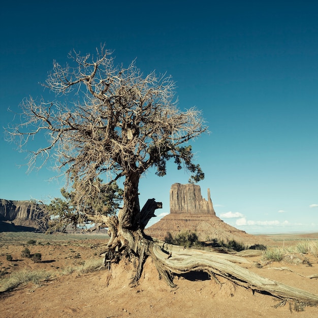 Kostenloses Foto blick auf monument valley und baum mit spezieller fotografischer bearbeitung