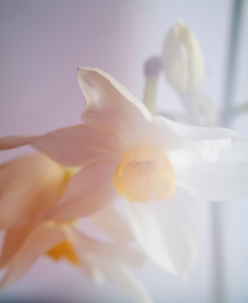 Blick auf natürliche undeutliche Blumen