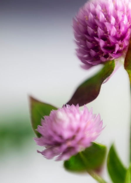 Blick auf natürliche undeutliche Blumen