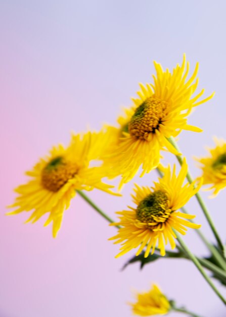 Blick auf natürliche undeutliche Blumen