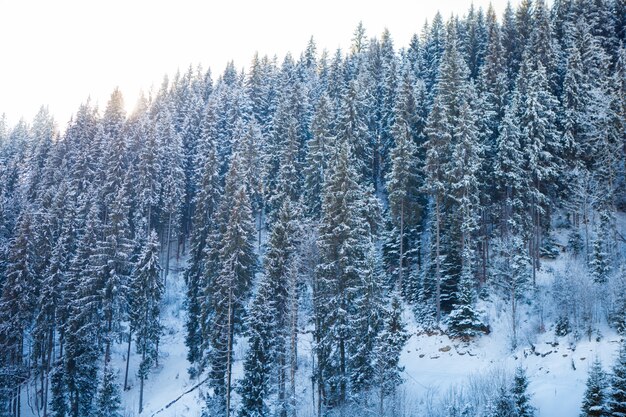 Blick auf schöne schneebedeckte Berge und Wald