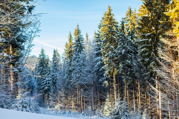 Blick auf schöne schneebedeckte Berge, Wälder