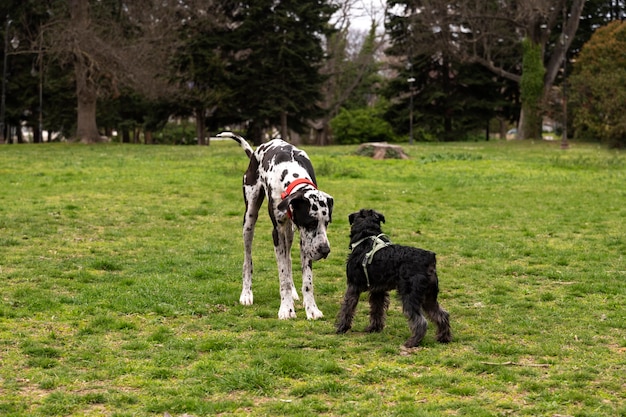 Kostenloses Foto blick auf süße hunde, die zeit miteinander in der natur im park genießen