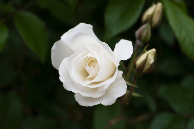 Blick auf zarte weiße Rose