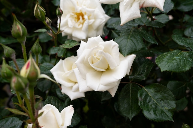 Blick auf zarte weiße Rosenblüten