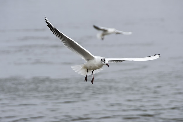 Blick auf zwei Möwen, die über das Wasser fliegen