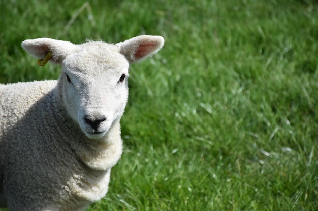 Kostenloses Foto blick direkt in das gesicht eines süßen kleinen lamms.