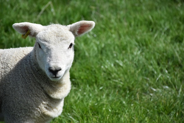 Blick direkt in das gesicht eines süßen kleinen lamms.