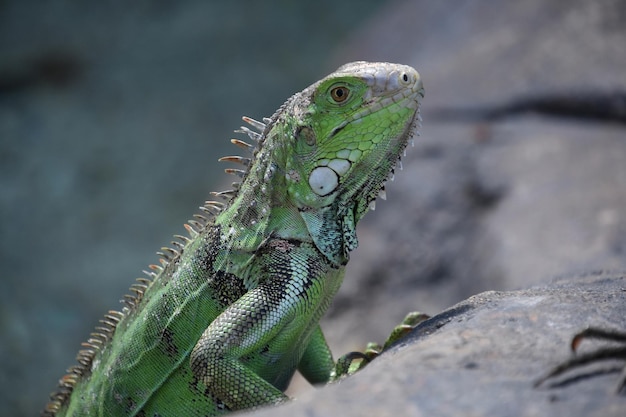 Blick in das Auge eines grünen Leguans
