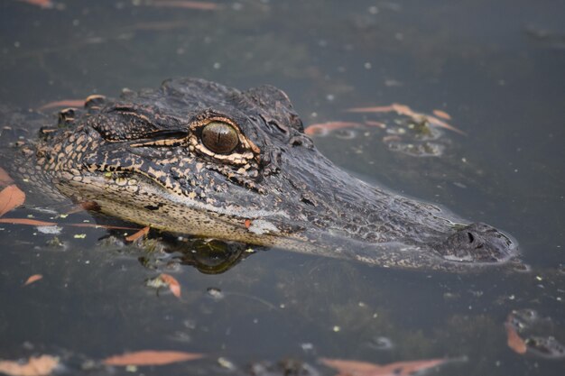 Blick in das Gesicht eines Alligators in Louisiana.