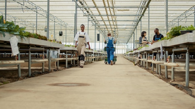 Blick von der Rückseite des kaukasischen Bio-Landarbeiters, der in einem modernen Gewächshaus ein Regal mit Vio-Gemüsekisten schiebt. Landwirtschaftlicher Landwirt, der die Ernte in hydroponischer Umgebung bewegt.