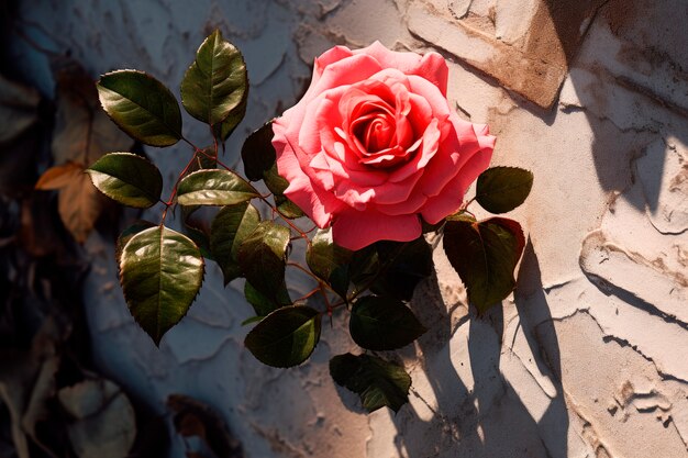 Blick von oben, wunderschöne Rose