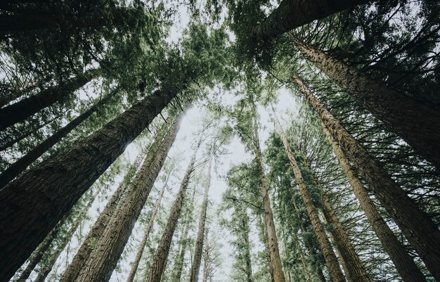 Blick zum Himmel in einem Wald