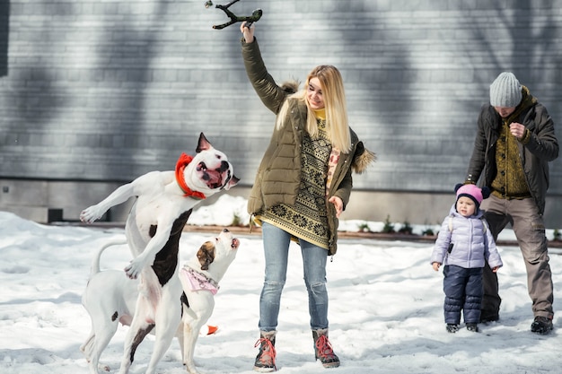 Blondine spielen mit zwei amerikanischen Bulldoggen in einem Winterpark