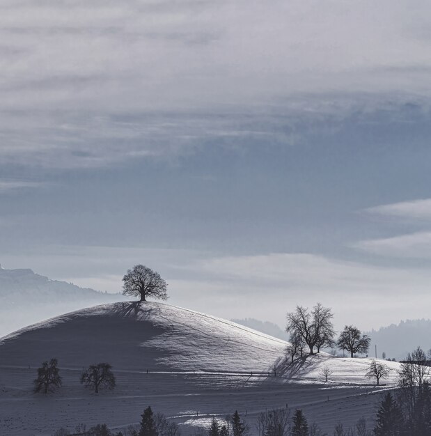 Bloße Bäume auf schneebedecktem Boden unter weißem bewölktem Himmel während des Tages