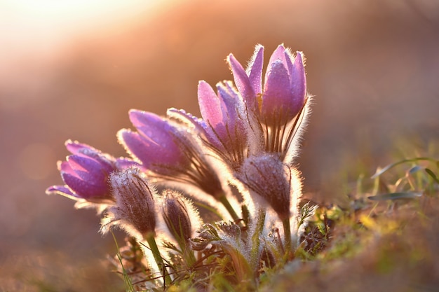 Blühende Blumen bei Sonnenuntergang