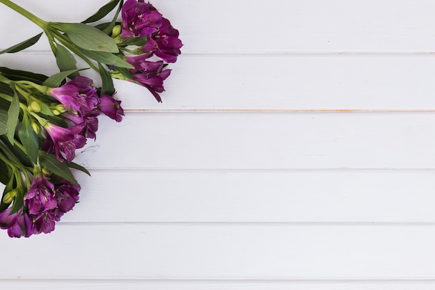 Kostenloses Foto blühende blumen mit grünen stämmen auf weiß