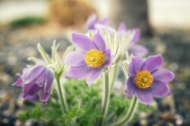 Blühende Blumen