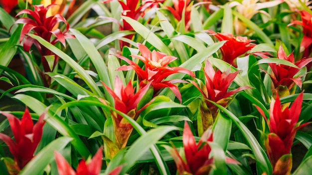 Blühende Blumenanlage der roten Bromelienbromelie