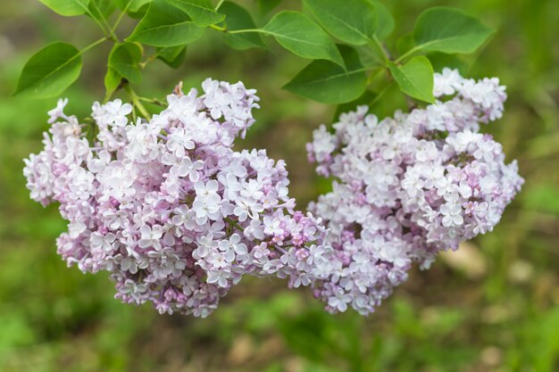 Blühende flieder im botanischen garten PremiumFoto