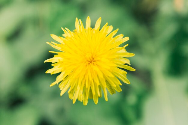 Blühende gelbe Blume