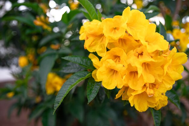 Blühende gelbe Blumen auf einer Baumnahaufnahme. Exotische Pflanzen Ägyptens.