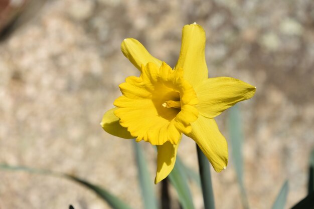 Blühende gelbe Narzissenblumenblüte in einem Garten.