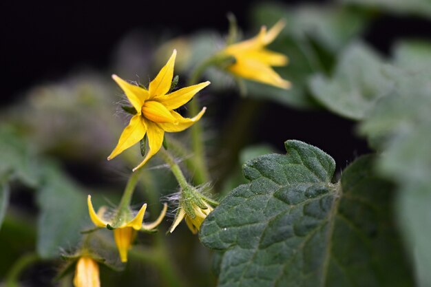 Blühende junge Tomatenplantomate