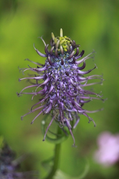 Blühende lila Blume in einer natürlichen Umgebung