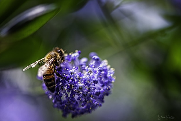 blühende lila Blume mit Grün