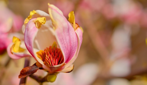 Blühende Magnolienknospe Nahaufnahme einer Magnolienblüte, eine der ersten Frühlingsblumen Selektiver Fokus Idee für eine Postkarte oder Einladung Frühlingsblumen