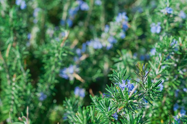 Blühende Rosmarinpflanzen im Kräutergarten, selektiver Fokus, flache Schärfentiefe, Idee für Hintergrund- oder Postkartenkräuter zum Kochen und für die Gesundheit