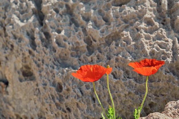 Blühende rote Mohnblumen auf einem Berghang an der Küste des Meeres schöne Frühlingsblumen mit selektivem, unscharfem, weichem Fokus, rotem Blumenmuster oder Rahmen