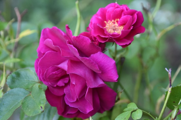Blühende rote Rosenbüsche, die in einem Garten blühen