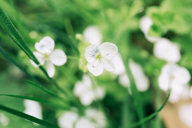 Blühende weiße Blütenpflanzen