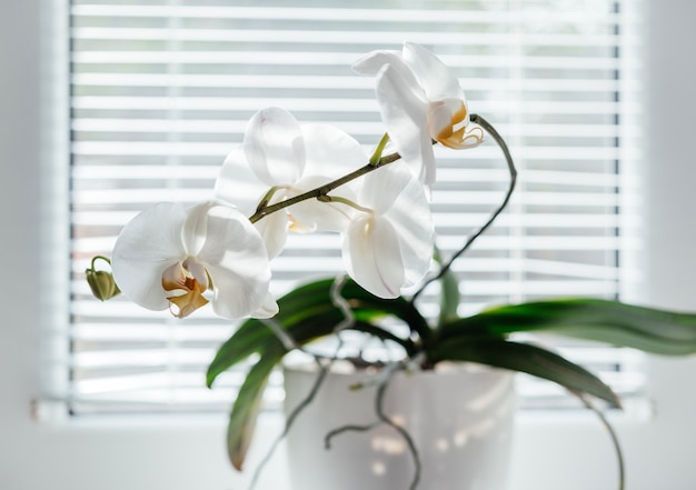 Blühende weiße orchidee auf der fensterbank. phalaenopsis auf