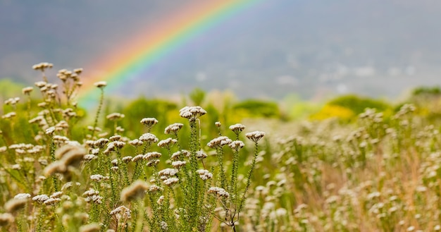 Blühende wildblumen in einem feld mit einem regenbogen dahinter in kapstadt, südafrika